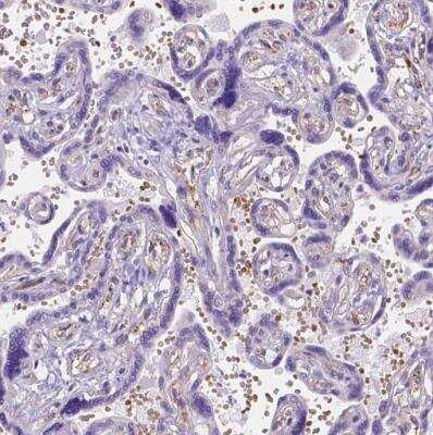 Immunohistochemistry-Paraffin: Ferroportin/SLC40A1 Antibody [NBP2-49454] - Staining of human placenta using  shows weak to moderate positivity in erythrocytes.