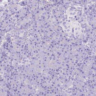 Immunohistochemistry-Paraffin: Ferroportin/SLC40A1 Antibody [NBP2-49454] - Staining of human pancreas using Ferroportin/SLC40A1 Antibody shows no cytoplasmic positivity in exocrine glandular cells as expected.