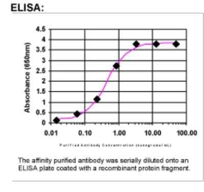 ELISA: Fes Antibody [25640002]
