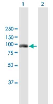 Western Blot: Fes Antibody [H00002242-B01P] - Analysis of FES expression in transfected 293T cell line by FES polyclonal antibody.  Lane 1: FES transfected lysate(90.42 KDa). Lane 2: Non-transfected lysate.