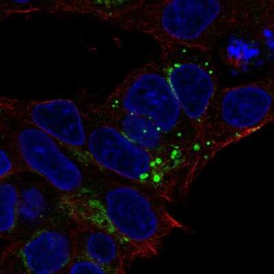 <b>Genetic Strategies Validation. </b>Immunocytochemistry/Immunofluorescence: Fetuin A/AHSG Antibody [NBP1-90303] - Staining of human cell line Hep G2 shows localization to the Golgi apparatus. Antibody staining is shown in green.