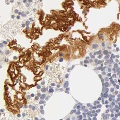 Immunohistochemistry-Paraffin: Fetuin A/AHSG Antibody [NBP1-90302] - Staining of human bone marrow.