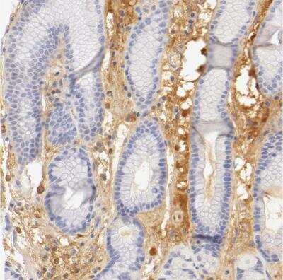 Immunohistochemistry-Paraffin: Fetuin A/AHSG Antibody [NBP1-90302] - Staining of human stomach shows moderate positivity in extracellular matrix.