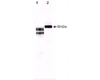 Western Blot: Fetuin A/AHSG Antibody [NBP1-02754] - Anti-Human Fetuin antibody, generated by immunization with mature protein, was tested by western blot against fetuin in purified preparations and in human plasma. Lane 1 contains 250 ng of purified human fetuin. Lane 2 contains 5 ul of a 1:50 dilution of human serum. Dilution of Anti-Human Fetuin antibody between 1:10000 and 1:20000 showed strong reactivity by western blot. In this blot the antibody was used at a 1:10000 dilution incubated 1 h at room temperature in 1% BSA in TTBS. Detection occurred using a 1:5000 dilution of IRDye800 conjugated Donkey anti-Goat IgG (code # for 45 min at room temperature. LICORs Odyssey Infrared Imaging System was used to scan and process the image. Other detection systems will yield similar results.