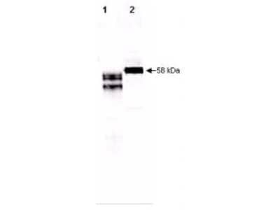 Western Blot: Fetuin Antibody [NBP1-02152] - Analysis of fetuin in purified preparations and in human plasma. Lane 1 contains 250 ng of purified human fetuin. Lane 2 contains 5 l of a 1:50 dilution of human serum. Dilution of Anti-Human Fetuin antibody between 1:10,000 and 1:20,000 showed strong reactivity by western blot. In this blot the antibody was used at a 1:10,000 dilution incubated 1 h at room temperature in 1% BSA in TTBS. Detection occurred using a 1:5,000 dilution of IRDye800 conjugated Donkey anti-Goat IgG for 45 min at room temperature.