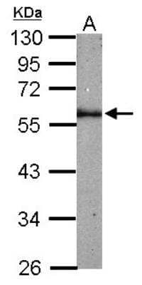 Western Blot: Fetuin Antibody [NBP2-16470] - Sample (50 ug of whole cell lysate) A: Mouse Kidney, 10% SDS PAGE gel, diluted at 1:1000.