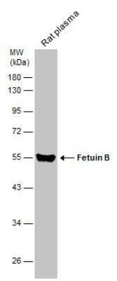 Western Blot Fetuin Antibody