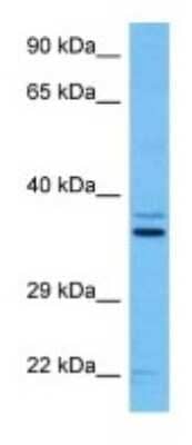 Western Blot: Fibrillarin like 1 Antibody [NBP3-10230] - Western blot analysis of Fibrillarin like 1 in Mouse Testis lysates. Antibody dilution at 1ug/ml