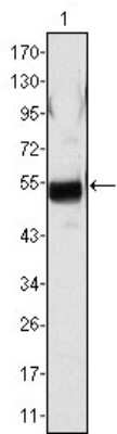 Western Blot: Fibrinogen beta chain Antibody (1F9) [NBP1-47442] - Western blot analysis using Fibrinogen beta chain mAb against human plasma (1).