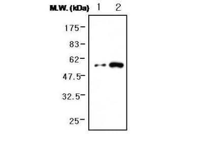 Western Blot: Fibrinogen Antibody (5C5) [NBP2-11515] - Analysis of human plasma protein: Lane 1: Purified human fibrinogen protein. Lane 2: Human plasma