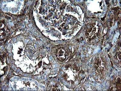 Immunohistochemistry: Fibrinogen gamma chain Antibody (2D2) [NBP2-45663] - Analysis of Human Kidney tissue. (Heat-induced epitope retrieval by 1 mM EDTA in 10mM Tris, pH8.5, 120C for 3min)