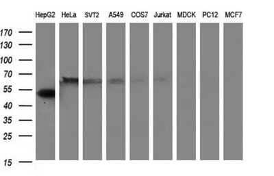 Western Blot: Fibrinogen gamma chain Antibody (2D2) [NBP2-45663] - Analysis of extracts (35ug) from 9 different cell lines by using FGG monoclonal antibody (HepG2: human; HeLa: human; SVT2: mouse; A549: human; COS7: monkey; Jurkat: human; MDCK: canine; PC12: rat; MCF7: human).