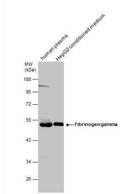 Western Blot: Fibrinogen gamma chain Antibody [NBP1-31766] - Human plasma and HepG2 conditioned medium were separated by 10% SDS-PAGE, and the membrane was blotted with Fibrinogen gamma chain antibody diluted at 1:2000.