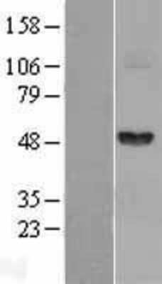 Western Blot Fibrinogen gamma chain Overexpression Lysate