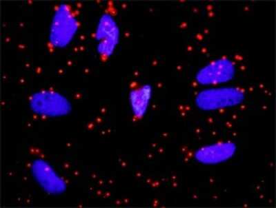 Proximity Ligation Assay: Fibrinopeptide A Antibody (1D12) [H00002243-M01] - Analysis of protein-protein interactions between APOA1 and FGA. HeLa cells were stained with anti-APOA1 rabbit purified polyclonal 1:1200 and anti-FGA mouse monoclonal antibody 1:50. Each red dot represents the detection of protein-protein interaction complex, and nuclei were counterstained with DAPI (blue).