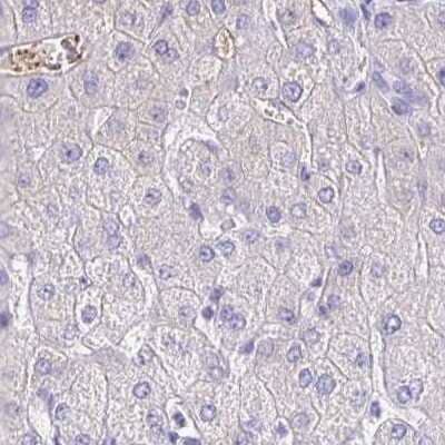 Immunohistochemistry-Paraffin: Fibrinopeptide A Antibody [NBP2-33613] - Staining of liver.