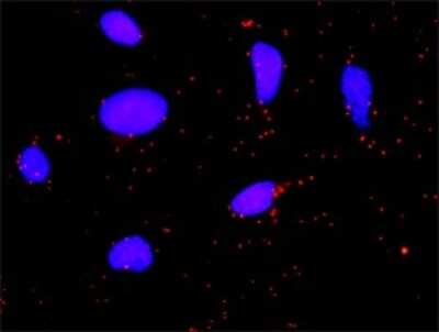 Proximity Ligation Assay: Fibrinopeptide A Antibody [H00002243-D01P] - Analysis of protein-protein interactions between FGA and F2. HeLa cells were stained with anti-FGA rabbit purified polyclonal 1:1200 and anti-F2 mouse monoclonal antibody 1:50. Each red dot represents the detection of protein-protein interaction complex, and nuclei were counterstained with DAPI (blue).
