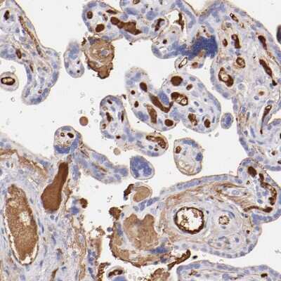 Immunohistochemistry-Paraffin: Fibrinogen beta chain Antibody [NBP1-90955] - Staining of human placenta shows strong positivity in plasma in blood vessels.