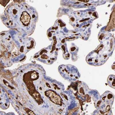 Immunohistochemistry-Paraffin: Fibrinogen beta chain Antibody [NBP1-90956] - Staining of human placenta shows strong positivity in plasma in blood vessels.