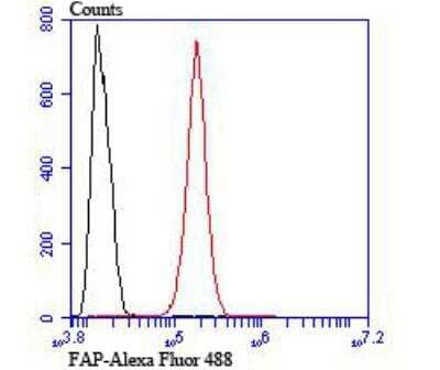 Flow Cytometry: Fibroblast Activation Protein alpha/FAP Antibody [NBP2-89135] - Analysis of SH-SY5Y cells with FAP antibody at 1/100 dilution (red) compared with an unlabelled control (cells without incubation with primary antibody; black). Alexa Fluor 488-conjugated goat anti rabbit IgG was used as the secondary antibody.