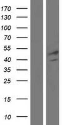 Western Blot FGL2/Fibroleukin Overexpression Lysate