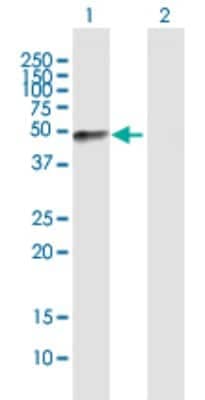 Western Blot: Fibromodulin/FMOD Antibody [H00002331-B01P] - Analysis of FMOD expression in transfected 293T cell line by FMOD polyclonal antibody.  Lane 1: FMOD transfected lysate(41.47 KDa). Lane 2: Non-transfected lysate.