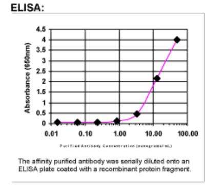 ELISA: Fibronectin/Anastellin Antibody [41530002]