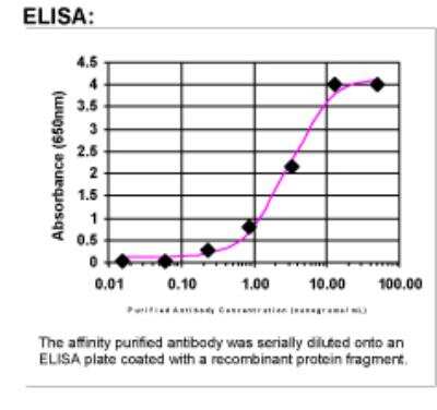 ELISA: Fibronectin/Anastellin Antibody [41600002]