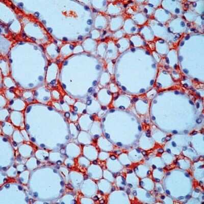 Immunohistochemistry-Paraffin: Fibronectin Antibody [NB110-41562] - Formalin fixed paraffin embedded human kidney stained with Fibronectin antibody.