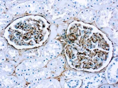 Immunohistochemistry-Paraffin: Fibronectin Antibody [NB110-41562] - Formalin fixed paraffin embedded human kidney stained with Fibronectin antibody.(NB110-41562)