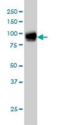 Western Blot: Fibulin 1 Antibody (4C9) [H00002192-M01] - FBLN1 monoclonal antibody (M01), clone 4C9 Analysis of FBLN1 expression in A-431.