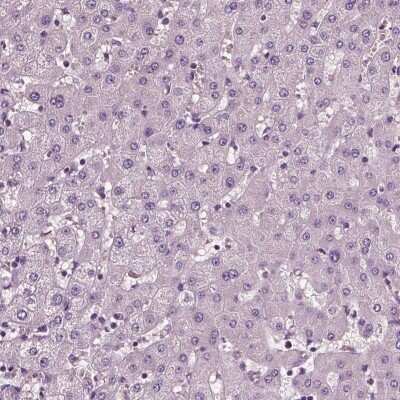 Immunohistochemistry-Paraffin: Fibulin 1 Antibody (CL0337) [NBP2-52918] - Staining of human liver shows no positivity as expected.