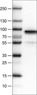 Western Blot: Fibulin 1 Antibody (CL0337) [NBP2-52918] - Lane 1: Marker [kDa] Lane 2: Human plasma