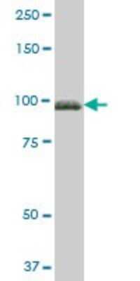 Western Blot: Fibulin 1 Antibody [H00002192-B01P] - Analysis of FBLN1 expression in human liver.
