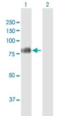 Western Blot: Fibulin 1 Antibody [H00002192-B01P] - Analysis of FBLN1 expression in transfected 293T cell line by FBLN1 polyclonal antibody.  Lane 1: FBLN1 transfected lysate(75.13 KDa). Lane 2: Non-transfected lysate.