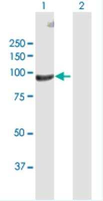 Western Blot: Fibulin 1 Antibody [H00002192-D01] - Analysis of FBLN1 expression in transfected 293T cell line  by FBLN1 MaxPab polyclonal antibody.