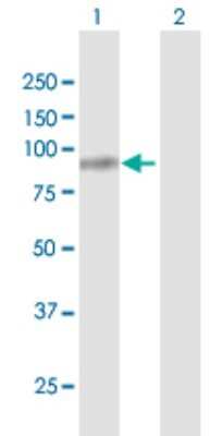 Western Blot: Fibulin 1 Antibody [H00002192-D01] - Analysis of FBLN1 expression in transfected 293T cell line by FBLN1 polyclonal antibody.Lane 1: FBLN1 transfected lysate(74.40 KDa).Lane 2: Non-transfected lysate.
