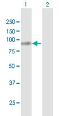 Western Blot: Fibulin 1 Antibody [H00002192-D01P] - Analysis of FBLN1 expression in transfected 293T cell line by FBLN1 polyclonal antibody.Lane 1: FBLN1 transfected lysate(74.40 KDa).Lane 2: Non-transfected lysate.