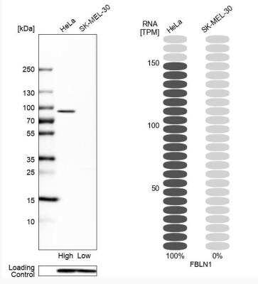 Western Blot: Fibulin 1 Antibody [NBP1-84725] - Analysis in human cell lines HeLa and SK-MEL-30 using Anti-FBLN1 antibody. Corresponding FBLN1 RNA-seq data are presented for the same cell lines. Loading control: Anti-COX4I1.