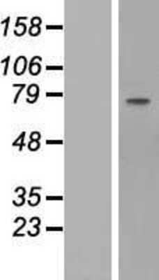 Western Blot Fibulin 1 Overexpression Lysate