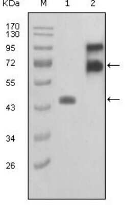 Western Blot: Fibulin 2 Antibody (7H4F6) [NBP1-28889] - Western blot analysis using FBLN2 mouse mAb against truncated FBLN2-Trx recombinant protein (1) and truncated FBLN2 (aa28-444)-hIgGFc transfected COS7 cell lysate(2).