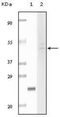 Western Blot: Fibulin 5/DANCE Antibody (3F10A5) [NBP1-47496] - Analysis using Fibulin5 mouse mAb against truncated fibulin5 recombinant protein (1) and Hela cell lysate (2).