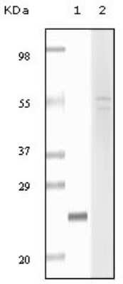 Western Blot: Fibulin 5/DANCE Antibody (3F8D5) [NB110-60494] - Analysis using fibulin5 mouse mAb against truncated fibulin5 recombinant protein (1) and Hela cell lysate (2).