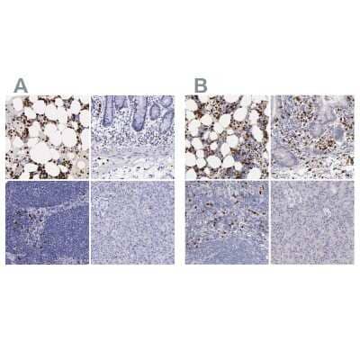 Immunohistochemistry-Paraffin: Ficolin-1 Antibody [NBP1-84706] - Staining of human bone marrow, gastrointestinal, lymphoid tissues and pancreas using Anti-Ficolin-1 antibody NBP1-84706 (A) shows similar protein distribution across tissues to independent antibody NBP1-84705 (B).