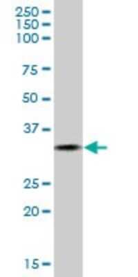 Western Blot: Ficolin-1 Antibody [H00002219-B01P] - Analysis of FCN1 expression in human spleen.