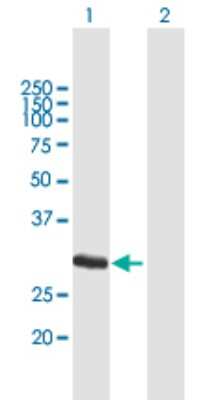 Western Blot: Ficolin-1 Antibody [H00002219-B01P] - Analysis of FCN1 expression in transfected 293T cell line by FCN1 polyclonal antibody.  Lane 1: FCN1 transfected lysate(35.86 KDa). Lane 2: Non-transfected lysate.