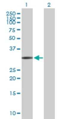 Western Blot: Ficolin-1 Antibody [H00002219-D01P] - Analysis of FCN1 expression in transfected 293T cell line by FCN1 polyclonal antibody.Lane 1: FCN1 transfected lysate(35.10 KDa).Lane 2: Non-transfected lysate.
