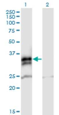Western Blot: Ficolin-2 Antibody [H00002220-B01P] - Analysis of FCN2 expression in transfected 293T cell line by FCN2 polyclonal antibody.  Lane 1: FCN2 transfected lysate(34.43 KDa). Lane 2: Non-transfected lysate.