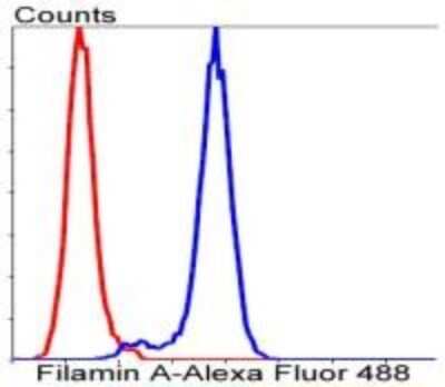 Flow Cytometry: Filamin A Antibody (SA30-08) [NBP2-67304] - Analysis of Hela cells with Filamin A antibody at 1/50 dilution (blue) compared with an unlabelled control (cells without incubation with primary antibody; red). Alexa Fluor 488-conjugated goat anti-rabbit IgG was used as the secondary antibody.