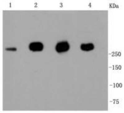 Western Blot: Filamin A Antibody (SA30-08) [NBP2-67304] - Analysis of Filamin A on different cell lysates using anti-Filamin A antibody at 1/1,000 dilution. Positive control: Lane 1: MCF-7 Lane 2: Jurkat Lane 3: Hela Lane 4: NIH/3T3